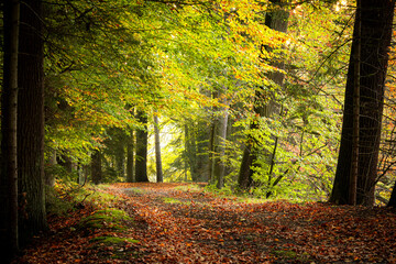 autumn in the forest