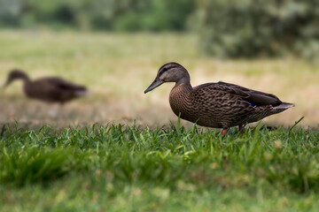 Two American Black Ducks on Grass