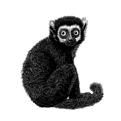 Fototapeta premium A detailed illustration of a sitting black gibbon with expressive eyes.