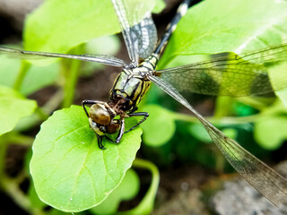 Macro shot of dragonfly perched on a leaf.