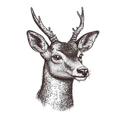 Intricate illustration of a deer head with antlers.
