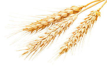 Bunch of wheat ears isolated on a transaprent background in close-up