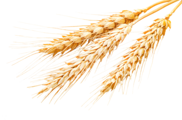Bunch of wheat ears isolated on a transaprent background in close-up