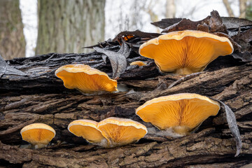 Group of amazing inedible Phyllotopsis nidulans mushrooms commonly known as orange oyster