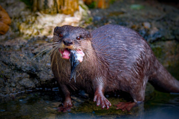 An otter easting a fish