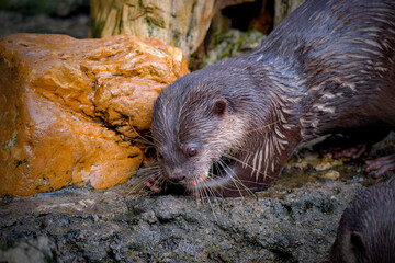 An otter easting a fish