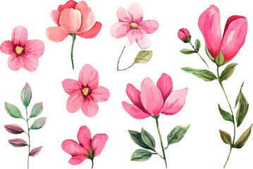 pink flowers isolated on white