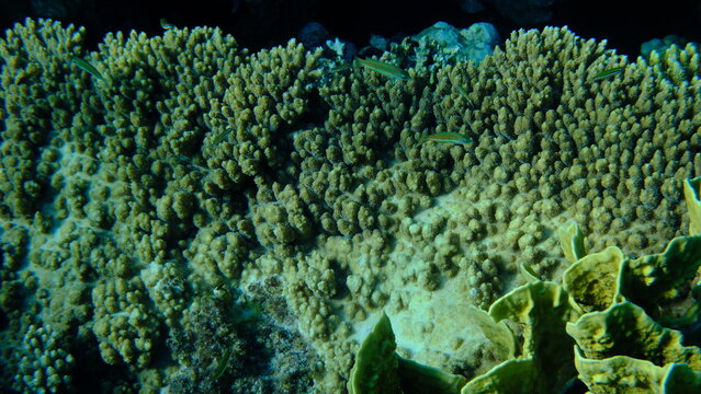 Stony coral Acropora cytherea undersea, Red Sea, Egypt, Sharm El Sheikh, Montazah Bay