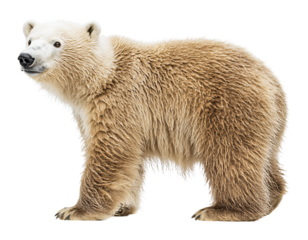 A Young Polar Bear with Wet Fur Standing and Looking to the Side, Isolated on Transparent and White Background