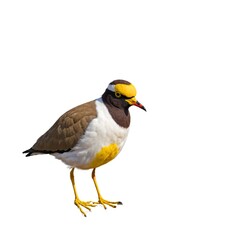 Obraz premium Untitled desi Masked Lapwing on piece of wood isolated on white backgroundgn - 1