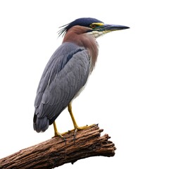 Fototapeta premium Night Heron isolated on white background.