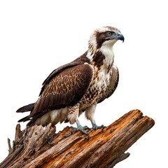 Fototapeta premium Osprey isolated on white background