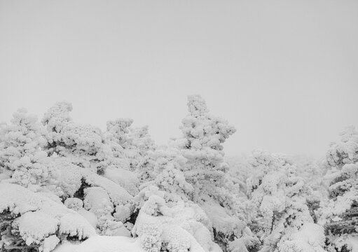 Trees covered in snow in the alpine zone, Saddleback, Maine