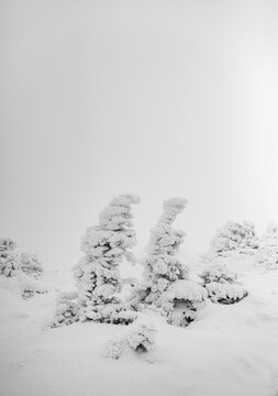 Pine trees plastered in thick snow, Saddleback Mountain Maine