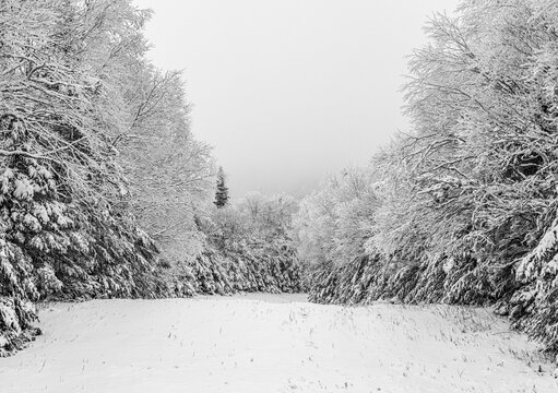 looking up ski trail covered in early season snow, Saddleback Maine