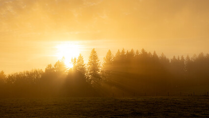 sunrise in the forest