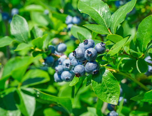 close up on fresh blueberry on the tree