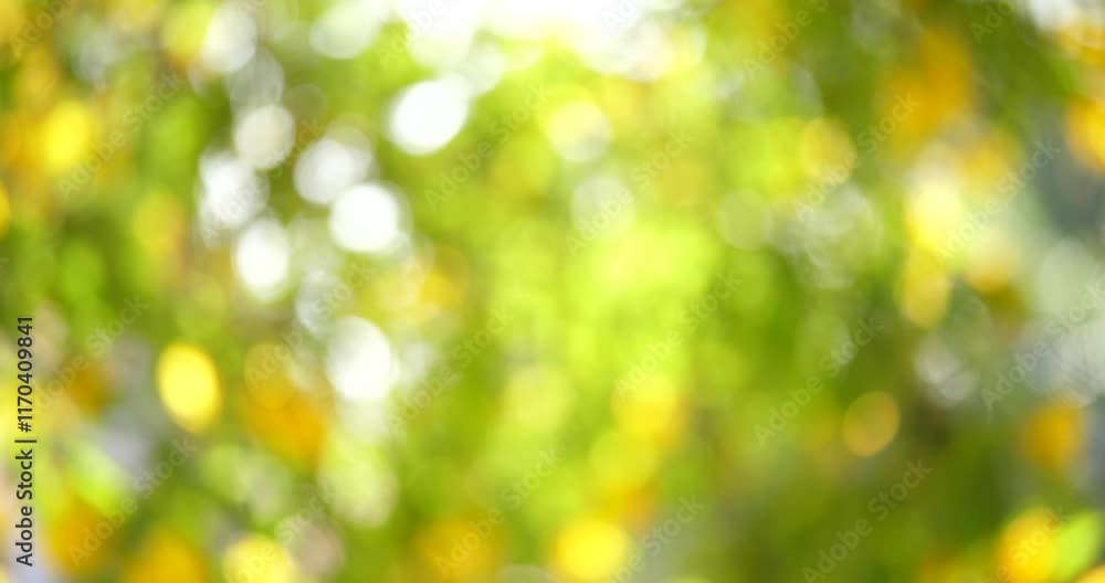 Poster sun dappled abstract: a soft, ethereal background with blurred bokeh circles in warm yellow and gree