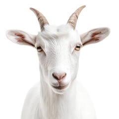 Close-up of a friendly white goat with expressive eyes