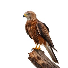 Obraz premium Red Kite isolated on white background
