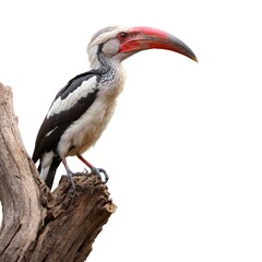 Obraz premium Red-billed Hornbill isolated on white background