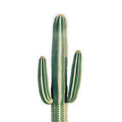 Naklejka premium a vertical cactus in a photographic style with pure white background