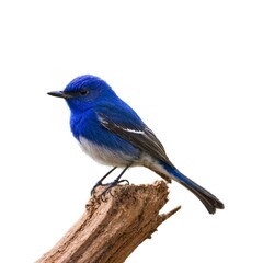 Fototapeta premium ultramarine flycatcher on piece of wood isolated on white background