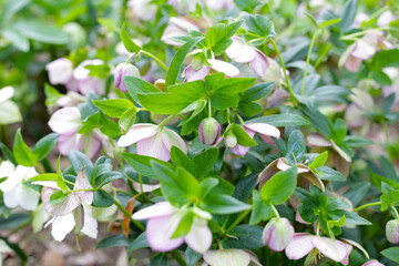 Helleborus orientalis in the park