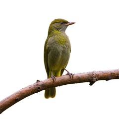 Obraz premium Xavier's greenbul on piece of wood isolated on white background