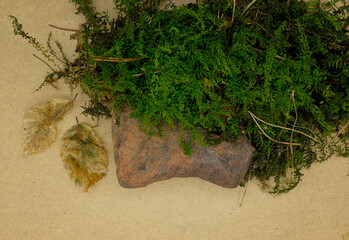 Natural composition of green moss, rotten leaves, and ocher stone. Earth colors.