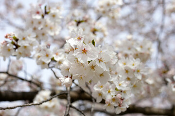 Branches of sakura flowers, cherry blossom