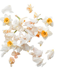 Fototapeta premium Scattered Daffodil Petals and Flowers Isolated On A White Background, PNG Transparent