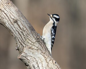 Downy woodpecker on tree branch