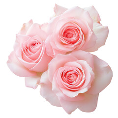 Beautiful pink roses arranged elegantly, showcasing their delicate petals and soft hues, perfect for any romantic occasion or floral arrangement