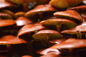 Accumulation of mushrooms in one place, many brown mycelia grow in one place, mushrooms in the forest, close-up of lamellar mushrooms