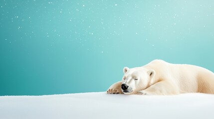 Obraz premium Peaceful Polar Bear Sleeping on Snowy Surface