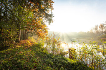 sunrise in the forest