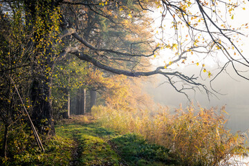 autumn in the forest