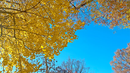 イチョウの木と青空　秋　日本