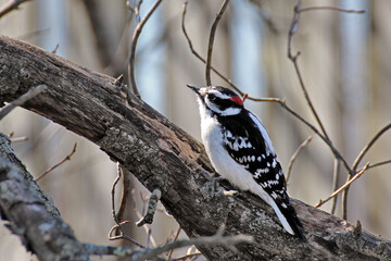Downy Woodpecker on Branch