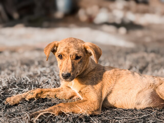 dog in garden