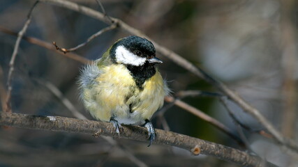 a bird on a branch