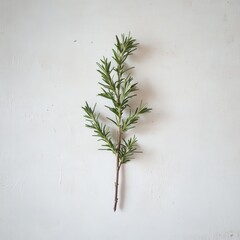 Fresh green rosemary sprig resting on a neutral background highlighting its vibrant color and texture