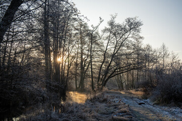 Freezy sunrise in the forest next river morning