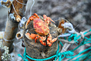 Close-Up of a Red Crab on a Coastal Post