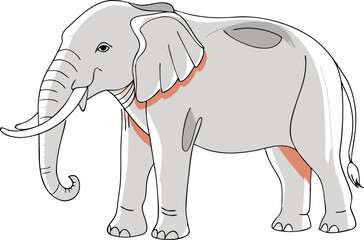Elephant hand drawn illustrations