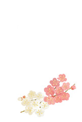 紅白梅の花のハガキ素材