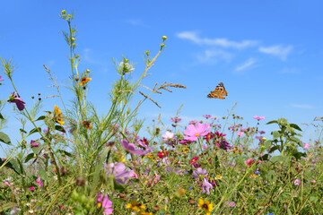 Schmetterling 1243 © K.-U. Häßler