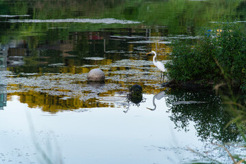 white heron at the riverside