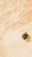 Golden desert sand with lone cactus